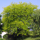 Gleditsia triacanthos 'Sunburst' - Gelber Lederhülsenbaum