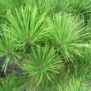 Pinus densiflora 'Alice Verkade' - Japanische Zwerg-Rotkiefer
