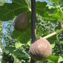 Ficus carica 'Contessina' - Fruchtfeige