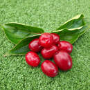 Cornus mas 'Shan' - Frucht-Dirndlstrauch