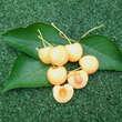 Prunus av. 'D.Gelbe Knorpelkirsche': Bild 1/1