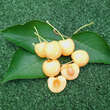 Prunus avium 'Dönissens Gelbe Knorpelkirsche': Bild 1/1