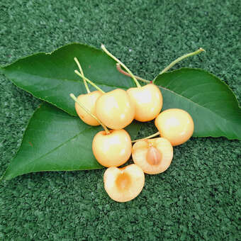 Prunus avium 'Dönissens Gelbe Knorpelkirsche'