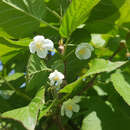 Actinidia kolomikta 'Adam' - Amur-Strahlengriffel, Sommerkiwi (männlich)
