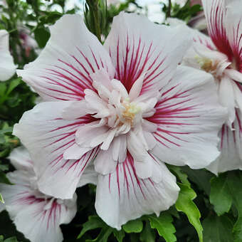 Hibiscus syriacus 'Starbust Chiffon'