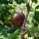 Ribes uva-crispa 'Relina' - Stachelbeere - rot