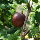 Ribes uva-crispa 'Relina' - Stachelbeere - rot