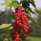 Ribes rubrum 'Herbstzauber' - Rote Ribisel