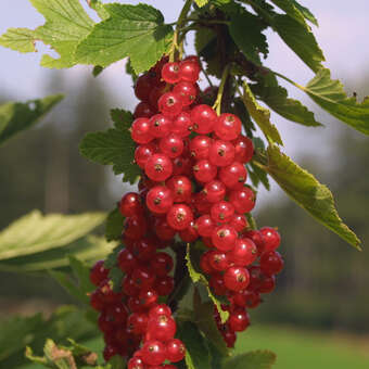 Ribes rubrum 'Herbstzauber'