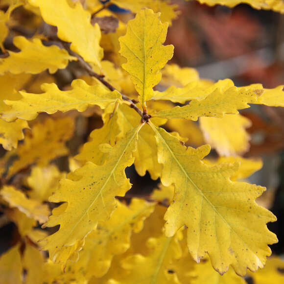 Quercus petraea: Bild 1/1 Quercus petraea: Bild 1/1