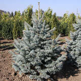 Abies lasiocarpa 'Compacta' - Zwerg-Korksilbertanne