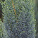 Chamaecyparis lawsoniana 'Alumii' - Säulenzypresse