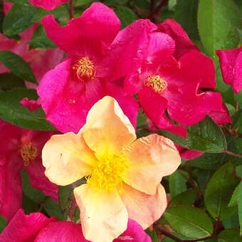 Rose 'Mutabilis' (turkestanica)