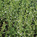 Calamintha nepeta 'White Cloud' - Bergminze, Steinquendel