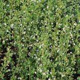 Calamintha nepeta 'White Cloud' - Bergminze, Steinquendel