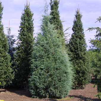 Juniperus scopulorum 'Wichita Blue'