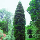 Calocedrus decurrens 'Pillar' - Säulen-Weihrauchzeder