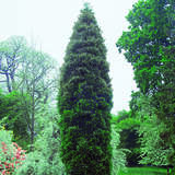 Calocedrus decurrens 'Pillar' - Säulen-Weihrauchzeder