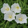 Oenothera speciosa 'Alba': Bild 3/3