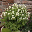 Corydalis ochroleuca: Bild 1/2