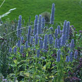 Agastache foeniculum - Mexikanischer Ysop