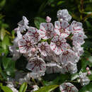 Kalmia latifolia 'Peppermint' - Berglorbeer, Porzellanstrauch