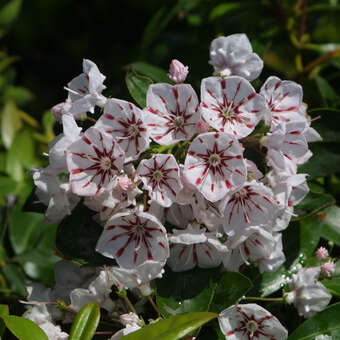 Kalmia latifolia 'Peppermint'