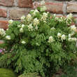 Corydalis ochroleuca: Bild 5/5