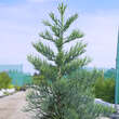 Sequoiadendron giganteum 'Glaucum': Bild 1/3