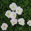 Oenothera speciosa 'Alba': Bild 2/3