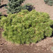 Pinus densiflora 'Jane Kluis': Bild 1/1