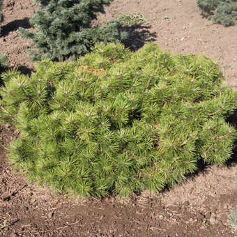 Pinus densiflora 'Jane Kluis'