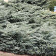 Juniperus virginiana 'Hetz': Bild 1/3