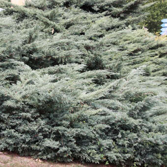 Juniperus virginiana 'Hetz'
