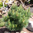 Pinus nigra 'Hornibrookiana': Bild 1/1