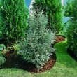 Juniperus scopulorum 'Springbank': Bild 1/2