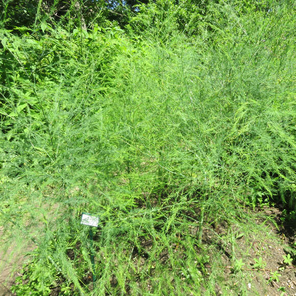 Asparagus officinalis - Grünspargel: Bild 2/2 Asparagus officinalis - Grünspargel: Bild 2/2