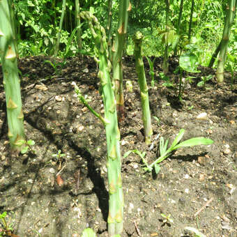 Asparagus officinalis - Grünspargel