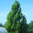 Liriodendron tulipifera 'Fastigiatum' - Säulen-Tulpenbaum