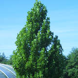 Liriodendron tulipifera 'Fastigiatum' - Säulen-Tulpenbaum