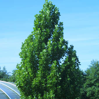 Liriodendron tulipifera 'Fastigiatum'