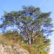 Pinus sylvestris: Bild 1/5