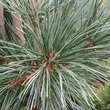 Pinus flexilis 'Vanderwolf's Pyramid': Bild 1/4