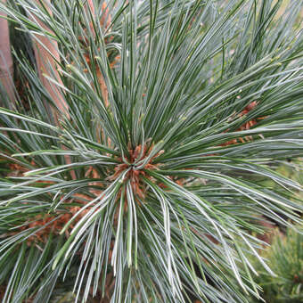 Pinus flexilis 'Vanderwolf's Pyramid'