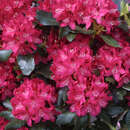 Rhododendron INKARHO - rot - Rhododendron