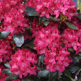 Rhododendron INKARHO - rot - Rhododendron