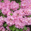 Rhododendron INKARHO - rosa: Bild 1/1