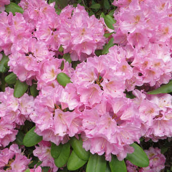 Rhododendron INKARHO - rosa