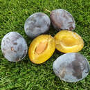 Prunus domestica 'Fruca' - Säulenzwetschke