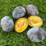 Prunus domestica 'Fruca' - Säulenzwetschke